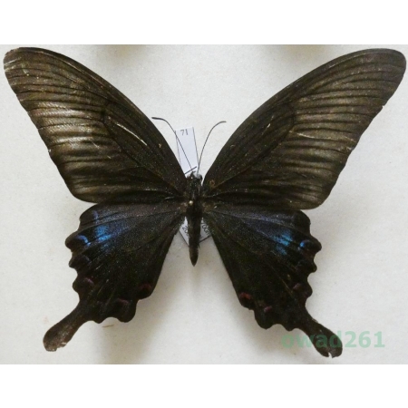 Papilio bianor Cramer, 1777 Vietnam 102mm71